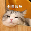 猛闘猫丸 Z avatar