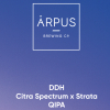 DDH Citra Spectrum x Strata QIPA label